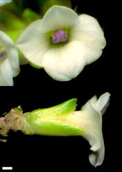 Veronica notialis. Flowers. Scale = 1 mm.
 Image: W.M. Malcolm © Te Papa CC-BY-NC 3.0 NZ